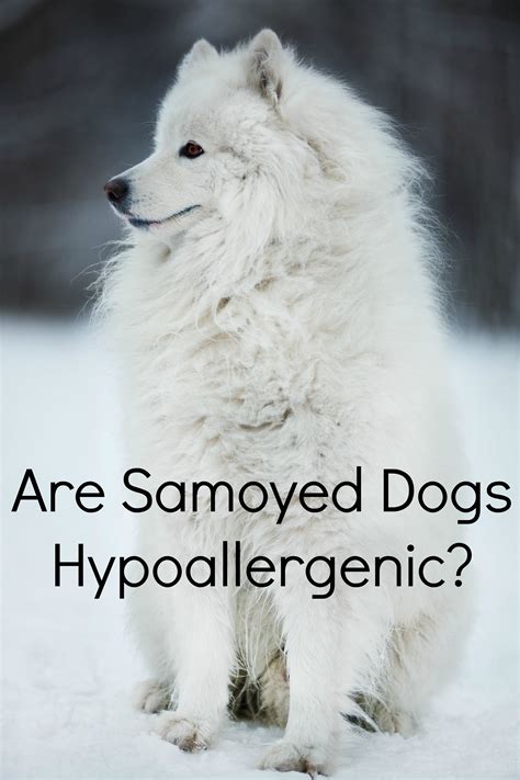 Is The Samoyed Breed A Hypoallergenic Dog
