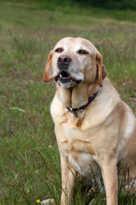 Labrador Dog Free Stock Photo - Public Domain Pictures