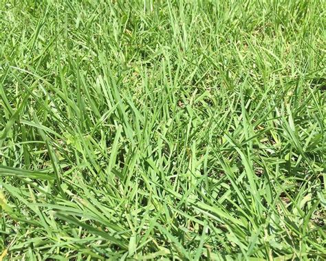 How To Identify Your Lawn Grass Lawn Grass Types Types