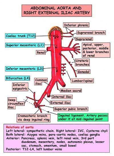 They pass superolaterally over the crura of common iliac arteries. Branches of Abdominal Aorta: | USMLE Anatomy | Pinterest ...
