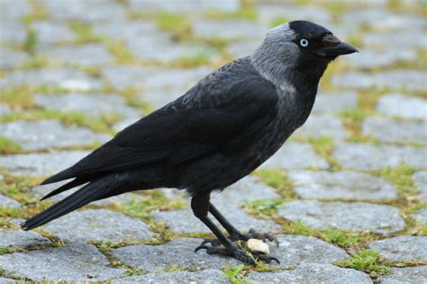 Free Images Wildlife Beak Black Fauna Songbird Animals Rook