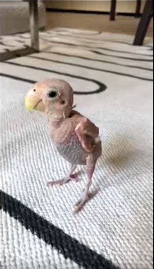 Instagram Star Rhea The Featherless Bird In Playful Video Daily Mail Online