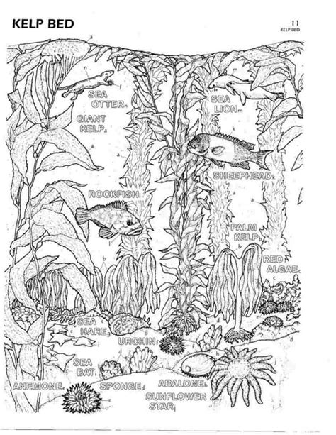 Does the color blue make you feel calm and relaxed? Ocean habitat coloring pages for kids | Coloring books ...