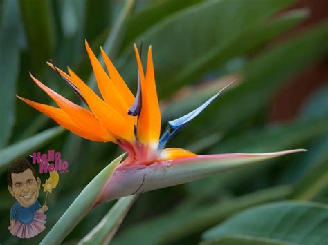 Buy Bird Of Paradise Strelitzia Reginae Plant