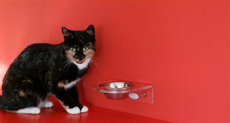 Some cats won't drink water if it's too close to their food source. Why Won't My Cat Drink Water? Tips, Reasons, and Solutions