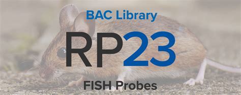 Rp11 Bac Library Custom Fish Probe Bric