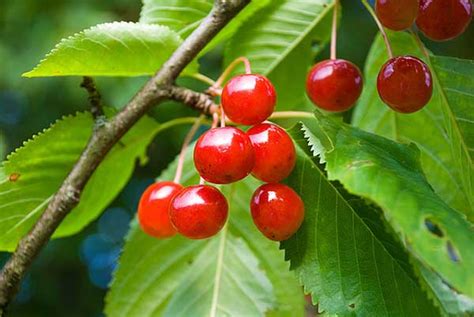 Reaching 10 feet at maturity, this small tree produces dark red, sweet fruit. 10 Self Pollinating Fruit Trees | Home n Gardening Tips