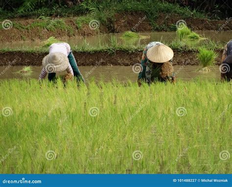 Farmers Work At Rice Field Editorial Image 101237684