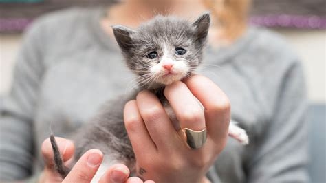 If you are a cat lover like me, you absolutely enjoy funny pictures of cats as well as pictures of kittens… Rescuing an Emaciated Kitten, Small Fry, and her family ...