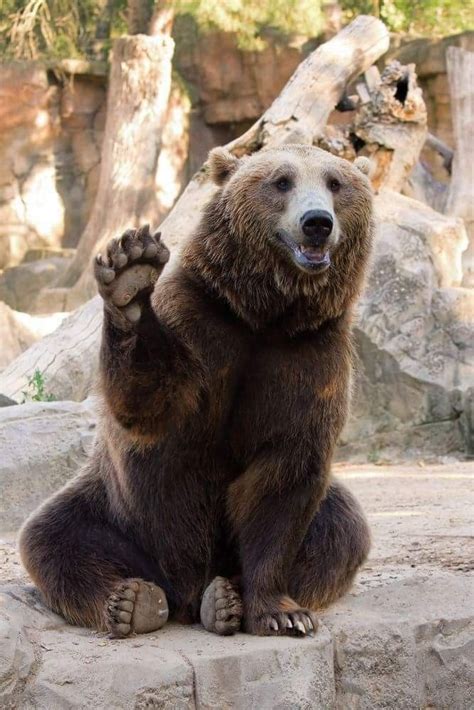 Grizzly Bear Happy