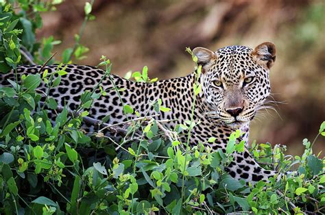Beautiful Leopard In Tree At Samburu Photograph By Vicki Jauron Fine