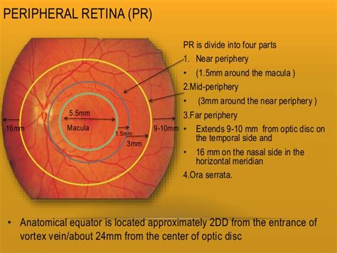 Retina And Layers