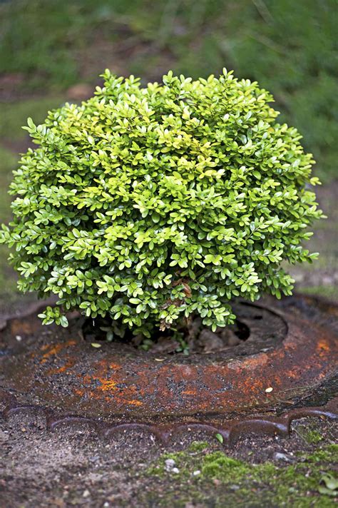 22 Best Plants For Hedges Better Homes And Gardens