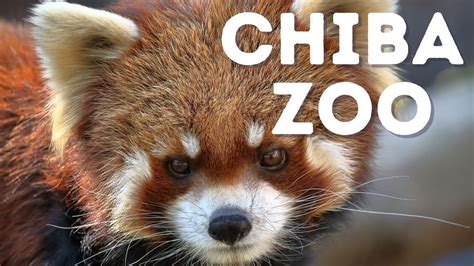 A Visit To The Chiba Zoo In 4k Chiba Japan Youtube