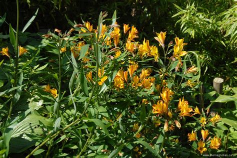 You can change up the flowers and colours each year. Perennials for Sunny Areas | The Magnolias Garden Website