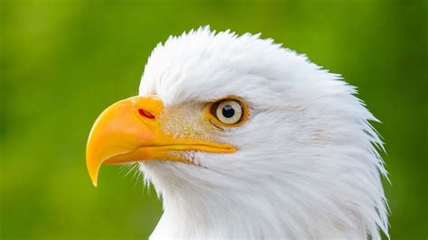 Download Wallpaper 3840x2160 Eagle Bird Predator View Beak Profile