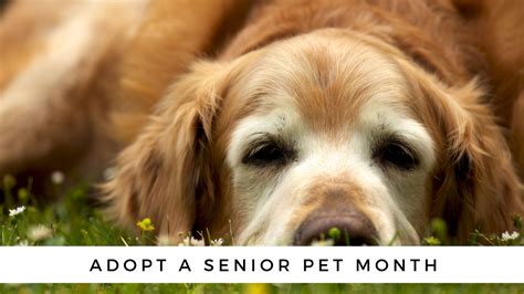 Adopt A Senior Pet Month 10 Reasons To Adopt A Senior Dog