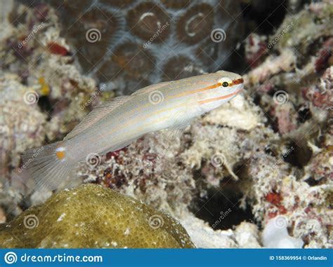 Coral Fish Orange Striped Goby Stock Photo Image Of Reef Animal