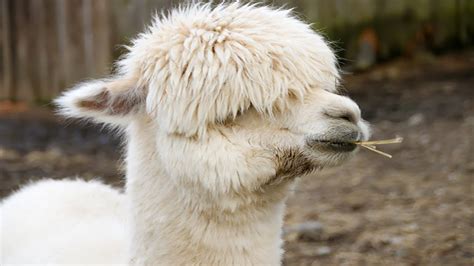Animal Cool Facts 5 Things You Didnt Know About Llamas Youtube