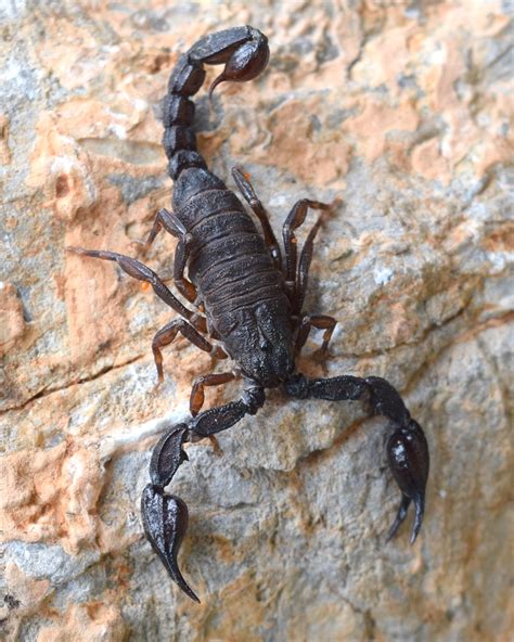 Team scorpion is torn apart and uncertain about their future as a unit, but they are forced to come together to save walter's life when his car teeters on the side of a cliff. Scorpion venom yields novel alkaloid﻿