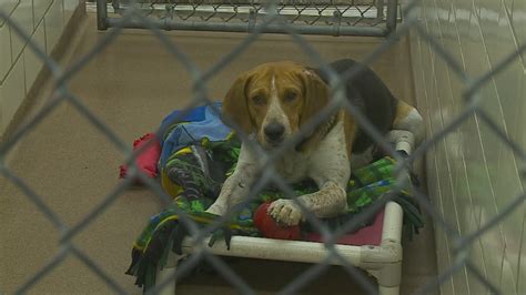 Humane Society Takes In 53 Northern Minnesota Hound Dogs Youtube
