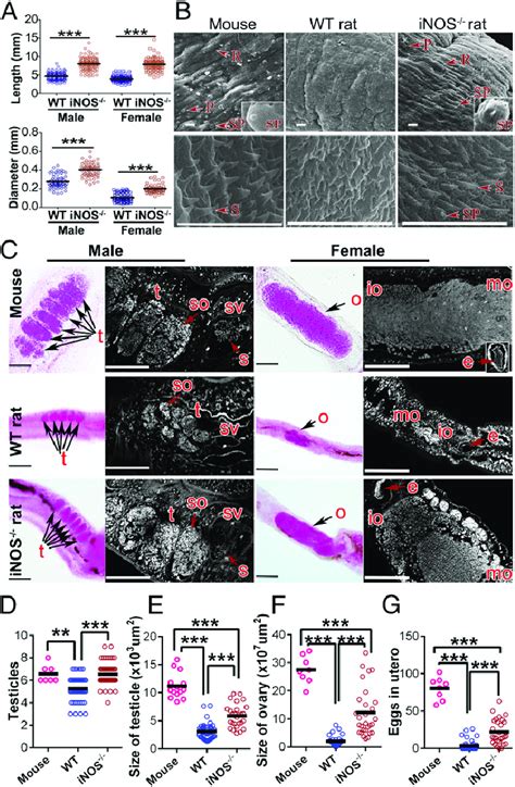 Development Of Adult S Japonicum In Wt And Inos Rats Balb C Mice