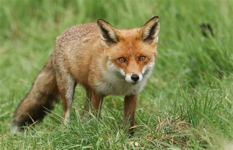 Gezielte verfolgung hat ihn in westeuropa ausgerottet. Aichhalden: Fuchs wütet in Wintergarten - Aichhalden ...