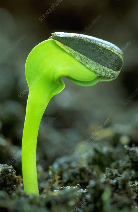 Germinating Sunflower Seed Stock Image B9350010 Science Photo