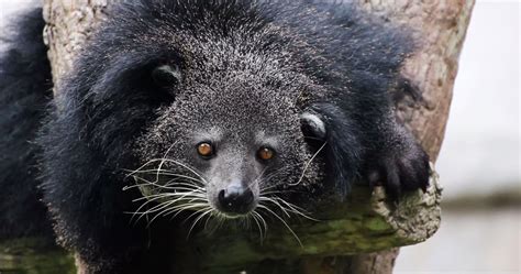 Absurd Creatures The Bearcat Isnt A Bear Or Cat But It Does Smell