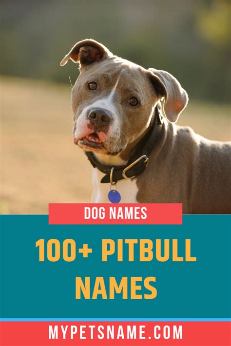 Pitbull Names Pitbull Names Pitbull Puppy Names Pitbulls