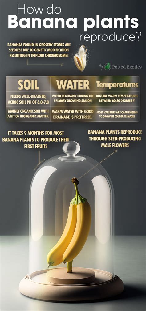 How Long Does It Take To Grow And Harvest Bananas From Seed