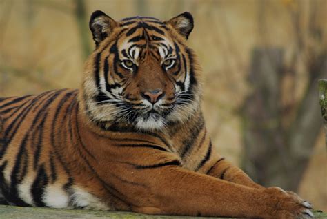 Tigers Life Current Tiger Numbers Released By The Wwf
