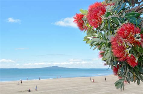 12 Epic Things To Do On Christmas Day In New Zealand New Zealand