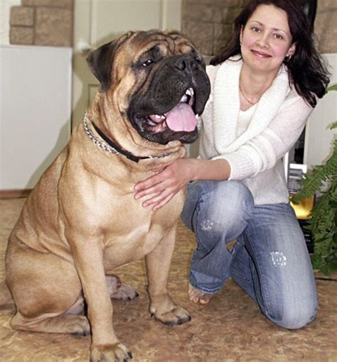 Customs services and international tracking provided. BEST BULLMASTIFF PUPPIES FOR SALE--PETS R WORLD - Kerala ...