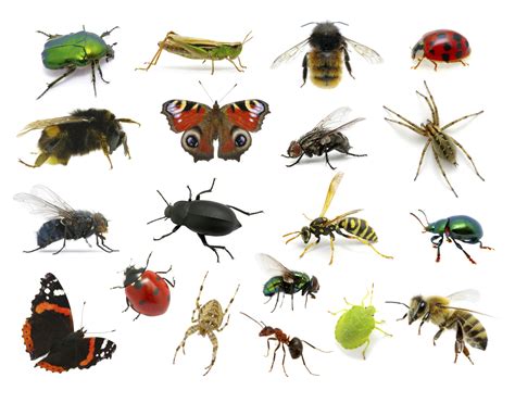 Insectos — Wikisabio