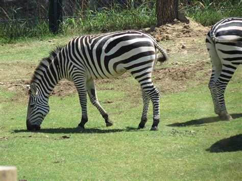 Dallas Zoo Grants Zebra Dallas Zoo Dallas Texas Au Flickr