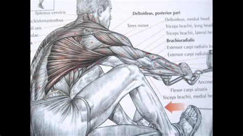 Muscle diagrams are a great way to get an overview of all of the muscles within a body region. Bodybuilding back exercises and anatomy - YouTube