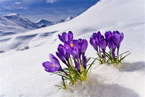 Crocus Flower Peeking Up Through The Snow Spring Southcentral Alaska Pacificstock Canvas