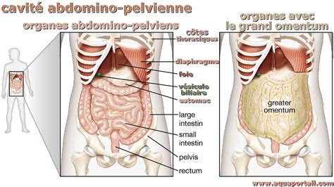 Cavité abdomino pelvienne définition et explications