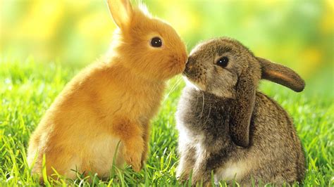 Two Cute Brown And Black Rabbits Are Kissing And Sitting On Green Grass