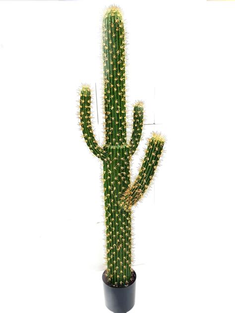 Then you should wrap the cactus newspaper to. Sewa pokok kaktus / fake cactus-Tall artificial cactus ...