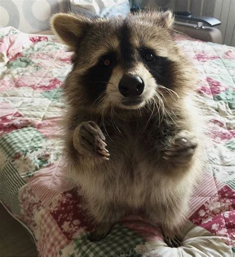 Pin By Debbie Gross On Animals Pet Raccoon Raccoon Funny Cute Baby