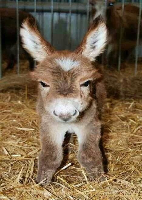 Baby Donkey Cute Animals Animal Pictures Animals Wild