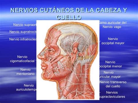 Venas Superficiales Y Nervios Cutáneos Del Cuello Quiz Images And