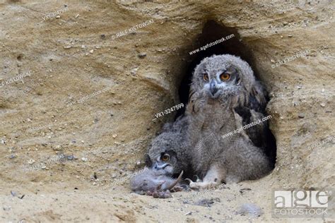 Eurasian Eagle Owls Europaeische Uhus Bubo Bubo Young Chicks At