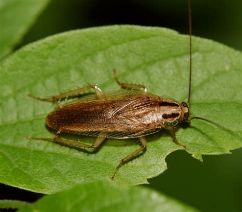 Alabama pest control provides residential and commercial pest control. German Cockroach | Florida Environmental Pest Management