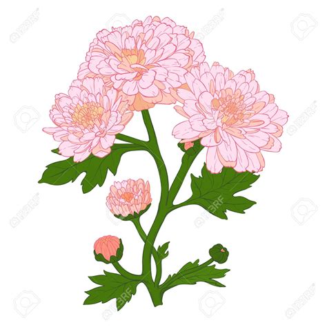 Mum Flower Clipart Free Download On Clipartmag