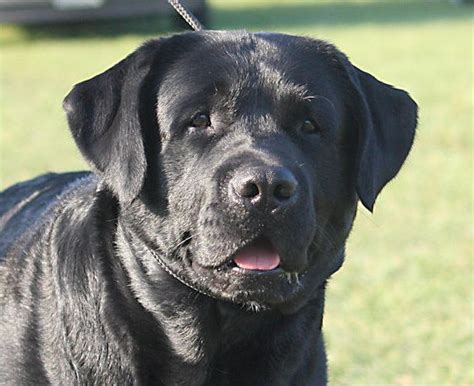 Labs are sociable, affectionate, and loyal. Cedarbrook's Herbie | Labrador retriever, Black labrador ...
