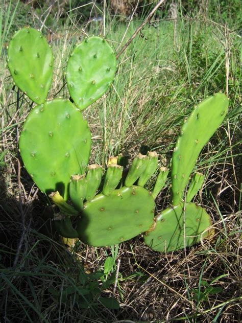 Cow's tongue cactus, cow tongue prickly pear, desert prickly pear, discus prickly pear, engelmann's. Opuntia macrarthra, eastern beach prickly pear cactus