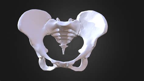 Female Pelvis 3d Model By Hkurki [2b6d64e] Sketchfab